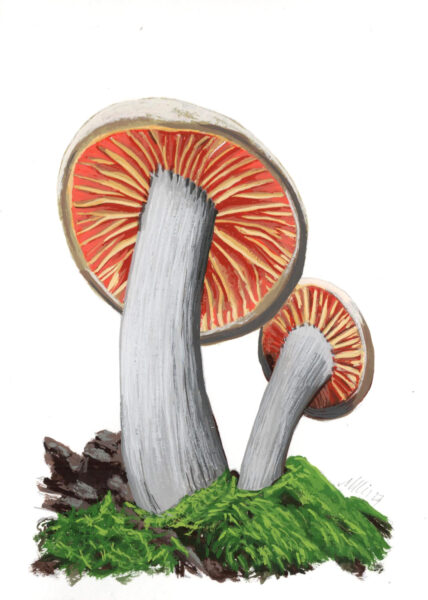 Mushroom painting